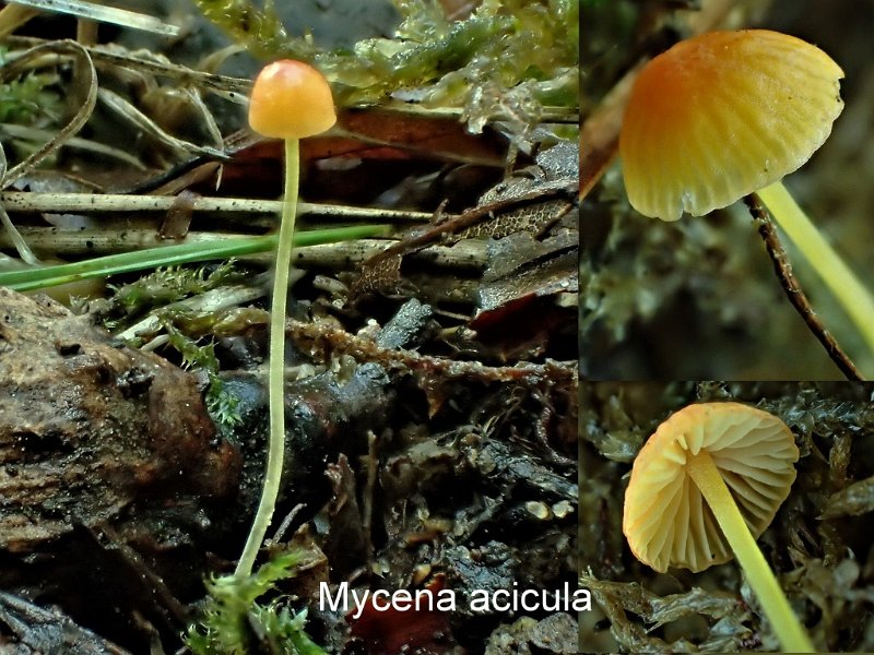 Mycena acicula-amf1327.jpg - Mycena acicula ; Syn: Hemimycena acicula ; Nom français: Mycène en aiguille